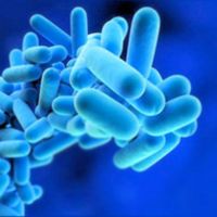 Legionella : melhor prevenir que remediar
